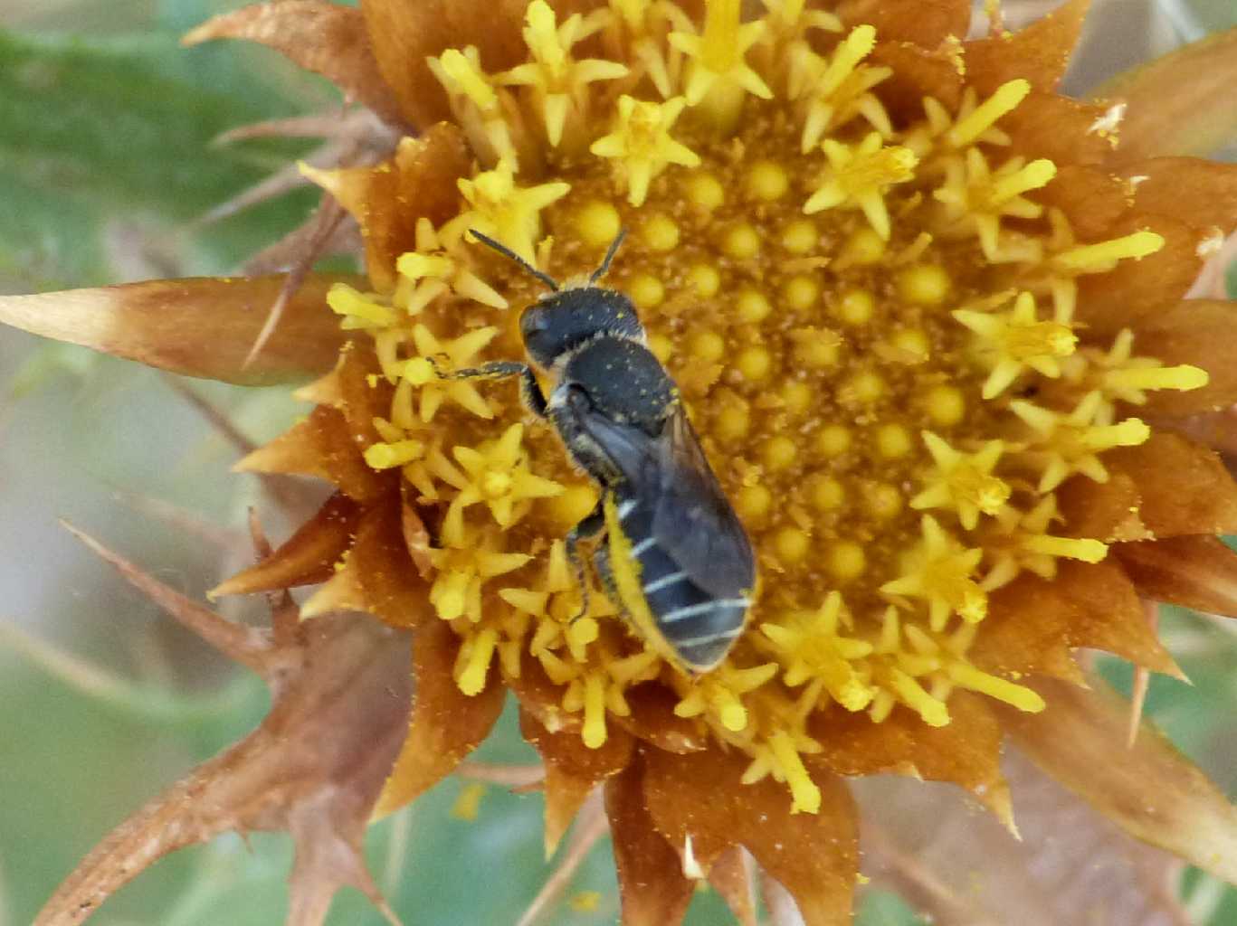 Piccola Osmia?